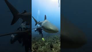 Following a banana grunt found a shark [upl. by Ahsinit]