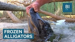 How alligators survived freezing temperatures in North Carolina [upl. by Aroel302]