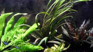 Cryptocoryne Spiralis [upl. by Endo]