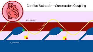 Cardiac ExcitationContraction Coupling  Revision video  GCSE A Level BSc Cardiology  Biology [upl. by Misak134]