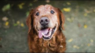 Sundowners Syndrome in senior pets [upl. by Aronson744]