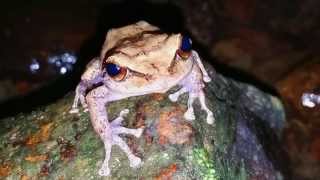 Coqui in Puerto Ricos Rainforest [upl. by Akeenahs577]