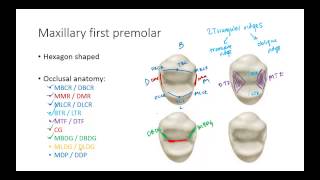 Dental Anatomy Premolars [upl. by Yecak]