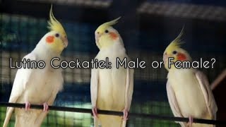 Lutino Cockatiel Male or Female 3 Ways to Identify [upl. by Mcgaw928]