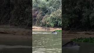 Mindblowing Escape Tapir Outsmarts Jaguar In Rare Footage [upl. by Macgregor110]