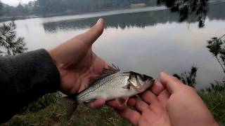 Nepean River Fishing [upl. by Nnaytsirk]