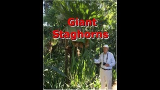 Giant Staghorn Ferns  Platyceriums [upl. by Lamoree]