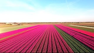 Amazing Tulip Fields [upl. by Abernathy557]