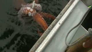 Giant Octopus caught on Deep Sea fishing Trip at the Farallon Islands [upl. by Pestana]