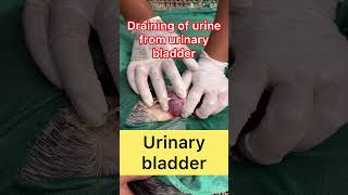 Draining of urine l Retention of urine l dr Umar khan [upl. by Messing]