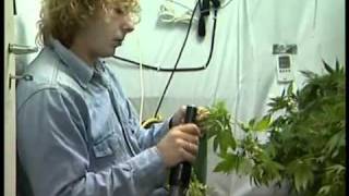 cannabis zucht teil 33 german [upl. by Ayadahs]