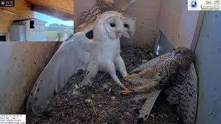 Crazy Wild kestrel attacks barn owls pair inside nest and is lucky she escapes with her life [upl. by Titus]