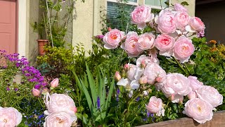 June Garden Tour  Cottage Flowers David Austin Scepterd Isle and Poets Wife [upl. by Erving]