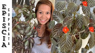 Episcia Cupreata House Plant Care 101 🌿  A girl with a garden [upl. by Albina]