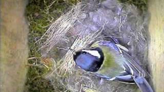 Garden Bird Parus Major Nest Building [upl. by Wellesley]