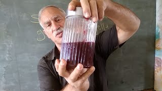 How to separate seeds from grapes or berries to make delicious seedfree Catawba jam [upl. by Nolaf]