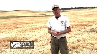 Washington State Wheat amp Barley Crop Update August 2023  Palouse [upl. by Dorise]