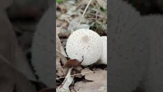 Волчий пук – Lycoperdon perlatum [upl. by Rimisac244]