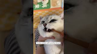 How To Brush Your Cat’s Teeth 🐈💫 [upl. by Younger]