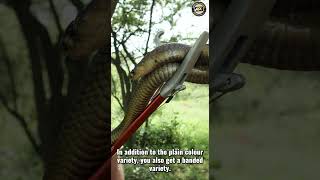 One of the biggest cobras in Africa [upl. by Naicul444]