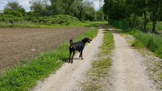 Dobermann knurrt und bellt [upl. by Stent305]