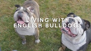 ALL ABOUT LIVING WITH ENGLISH BULLDOGS [upl. by Ailefo]