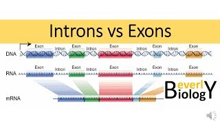 Introns vs Exons [upl. by Eliam]