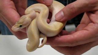 Yellow Belly  Ivory Ball Pythons [upl. by Holly]