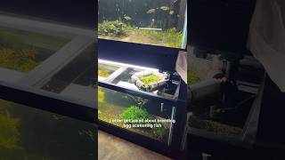 Aquarium Fish Breeding Egg Scatterers Easy Method How To [upl. by Luella]