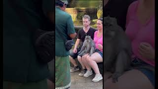 How to get a monkey selfie at Monkey Forest in Ubud Bali 🇮🇩🙈 monkeyselfie monkeyforest ubud [upl. by Ronda]