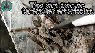 Tips para juntar una pareja de tarántulas Psalmopoeus cambridgei  México exótico  Víctor D [upl. by Urbanus]