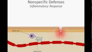 The Inflammatory Response [upl. by Lambrecht414]