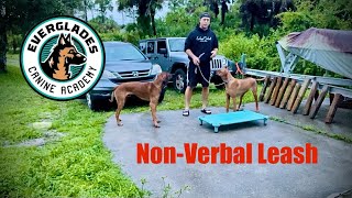 NonVerbal Leash Pressure  Rhodesian Ridgeback  Naples FL [upl. by Ik]