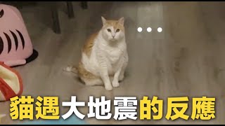 【黃阿瑪的後宮生活】貓遇大地震的反應！太無助了！ [upl. by Orgel]