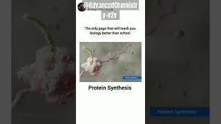 Protein synthesis Eukaryotic translation animationbiology yt biology fypシ゚viral fypyoutube [upl. by Lewls965]