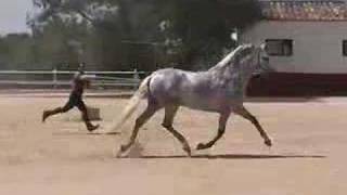 Andalusian PRE  Carthusian stallion  HORSESPRECOM [upl. by Haeckel]