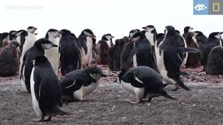 Chinstrap Penguins  Year of the Bird  Lindblad ExpeditionsNational Geographic [upl. by Sivi]