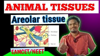 Areolar tissueareolar connective tissue by sagar zoology SAGAR12695 [upl. by Raney481]