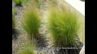 Nassella Stipa tenuissima  Mexican Feather Grass Texas Needle Grass [upl. by Mylo159]