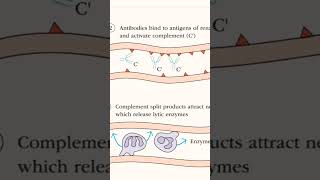 hyperacute rejection of kidney graft [upl. by Aehsila]