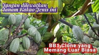 Clone Unggulan BB1 juga Sebagai PejantanMCC02BB1 [upl. by Gillett351]