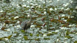 Great Blue Heron amp others at Hop Brook Marsh [upl. by Andrews]