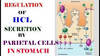 REGULATION of HCL by Parietal cells in stomach very easy [upl. by Eaneg]