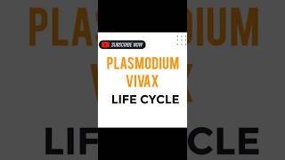 PLASMODIUM VIVAX LIFE CYCLE [upl. by Ennahtur]