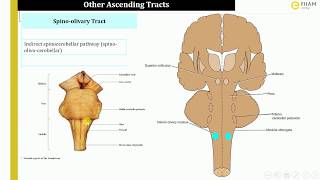 Ascending tracts Spino olivary tract spino tectal tract amp spino reticular tract 3\3 [upl. by Aklim]