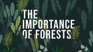 The Importance of Forests  How to protect Forests [upl. by Elson317]