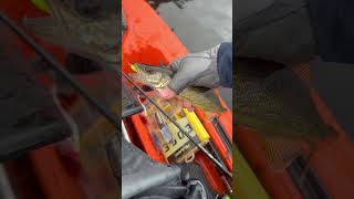 Finding walleye in Muskoka with livescope  littlefish walleyefishing kayakfishing smallfish [upl. by Kozloski]