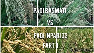 PADI BASMATI VS PADI INPARI 32 PART 3 [upl. by Ellinger]