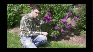 How to Grow and Care for Lilac Plants Video [upl. by Alaham]