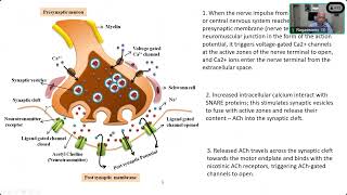 27 JUNE 2024 NEUROMUSCULAR JUNCTION PHYSIOLOGY amp TECHNIQUES OF MONITORING  PROF V NAGASWAMY [upl. by Walcott]